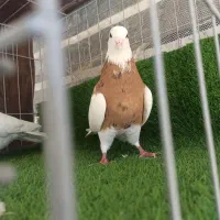 کبوتر طوقی|پرنده|جوانرود, |دیوار