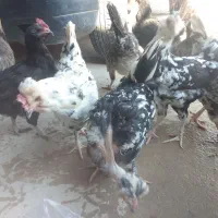 مرغ گلین ومعمولی (فقط تخم مرغ دارم )|حیوانات مزرعه|چغادک, |دیوار