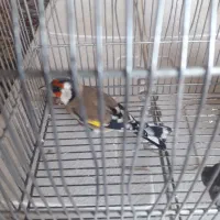 سهره 2500|پرنده|شیراز, بریجستون|دیوار