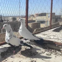 کبوتر|پرنده|یزد, |دیوار