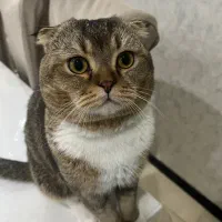 جفتگیری گربه نر اسکاتیش بریتیش