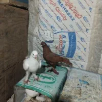 دوتا ماده