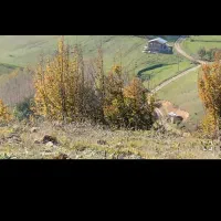 ۶۰۰۰ متر زمین باغی در شهر دیلمان استان گیلان