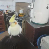 عروس هلندی|پرنده|شهرضا, |دیوار