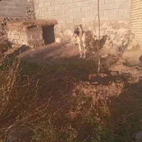 سگ سرابی یک ساله|سگ|بستان آباد, |دیوار
