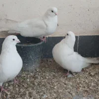 جفت سفید چهل سانتی و پندار قهوه ای نر