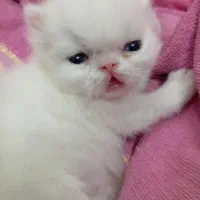 تولهگربههای پرشین چشمآبی فلت و سوپر فلت