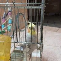 عروس هلندی