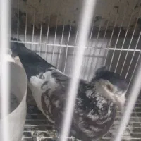 همه جفتی به شرط پرش وجوجه|پرنده|شیروان (خراسان), |دیوار