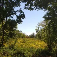 لنگه گوشواره پیدا شده محدوده بیمارستان گلدیس