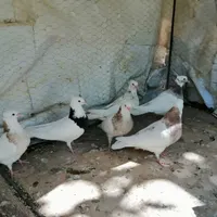 جوجه طوقی|پرنده|سمیرم, |دیوار