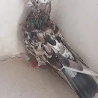 کفتر