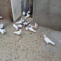 طوقی