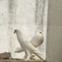 کبوتر بادکنکی سفید خالص
