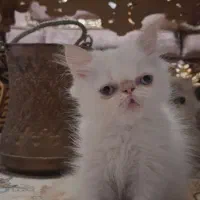 پرشین هیمالین رد پوینت ماده|گربه|تبریز, |دیوار