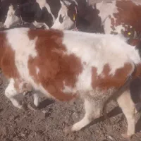 گوساله های ماده|حیوانات مزرعه|ارشق, |دیوار