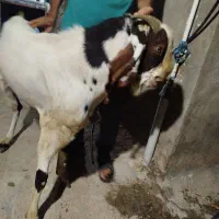 دوبر