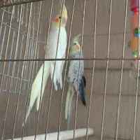 عروس هلندی