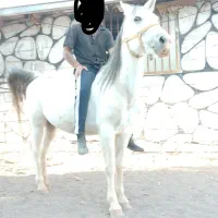 اسب مادیون|اسب و تجهیزات اسبسواری|رفسنجان, |دیوار