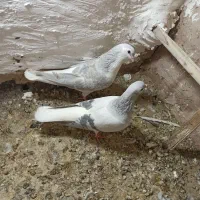جفت عمری|پرنده|سبزوار, شهرک جهاد|دیوار