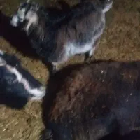 بزغاله ماده