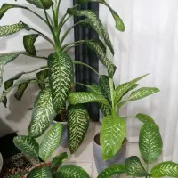 سه عدد گل دیفن