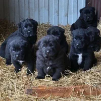 توله آلابای