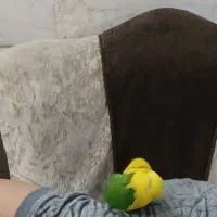 طوطی برزیلی یقه زرد اورجینال(فول دستی) یقه۷سانت|پرنده|قم, گلزار|دیوار