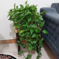 انواع گل آپارتمانی|گل و گیاه طبیعی|نهاوند, |دیوار