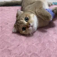 گربه اسکاتیش فولد نر