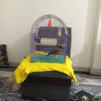 مرغ مینا نر