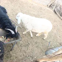 یک عدد بز ویک کهره نر با بره نر