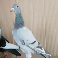 کفتر پلاکی سبز کوهی ونکی جوجه نر وکله سرکه ای ماده|پرنده|شیراز, اصلاحنژاد|دیوار