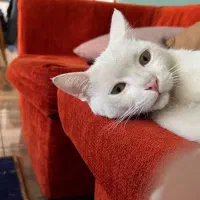 واگذاری گربه خانگی