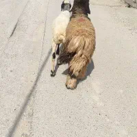 دوعدد بره نرماده چاق هم داشتی هم گوشتی