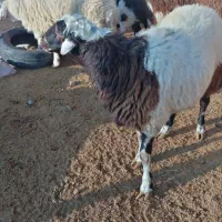 5بره نر پلنگی