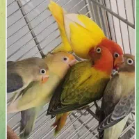 طوطی  برزیلی