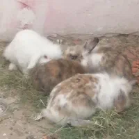 خرگوش لوپ  مینیاتوری فرانسوی وانگلیسی