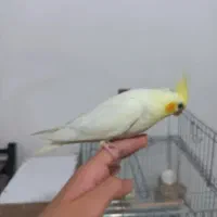 عروس هلندی گم کردم