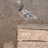 چند تا طوقی و کوهی|پرنده|شوشتر, |دیوار