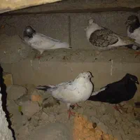 شیخی|پرنده|شادگان, |دیوار