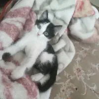 بچه گربه بازیگوش|گربه|زنجان, |دیوار