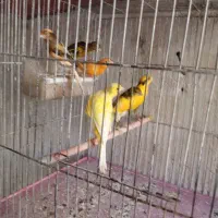 فروش ۱۰جفت قناری قیمت توافقی|پرنده|میانه, |دیوار