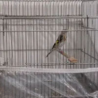 سهره|پرنده|تبریز, |دیوار