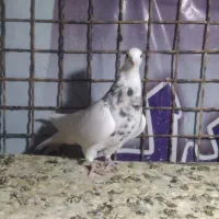 طوقی هفت رنگ آس|پرنده|شاهرود, |دیوار