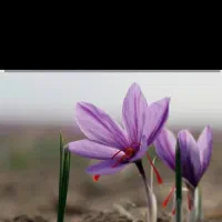 کارگر گل جمع کنی