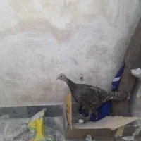 بوقلمون تخم گذارسنگین وزن اندازه بوقلمون نر