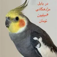 طوطی عروس هلندی