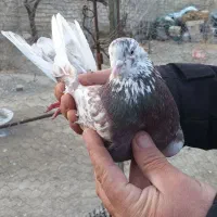 ۵ عدد کبوتر پرشی یک میلیون