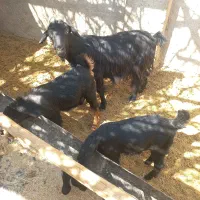 بز دوقلو زا ترکی وپاکستانی کولار کهره(سرچهان)|حیوانات مزرعه|شیراز, بازار|دیوار